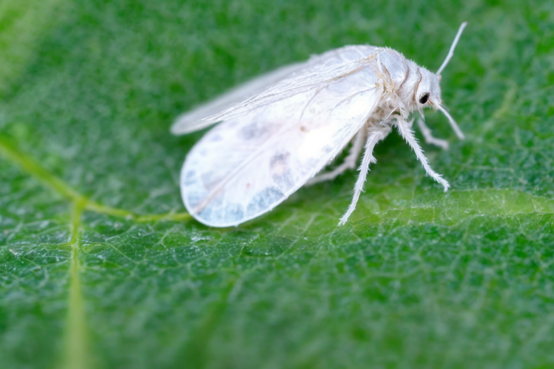 Mosca Col Mosca blanca de la col - 1. Aleyrodes proletella - Fauna Aérea de Santiago