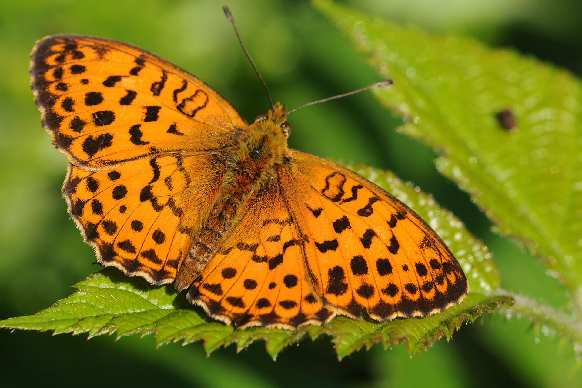 Dafne - Fauna Aérea de Santiago