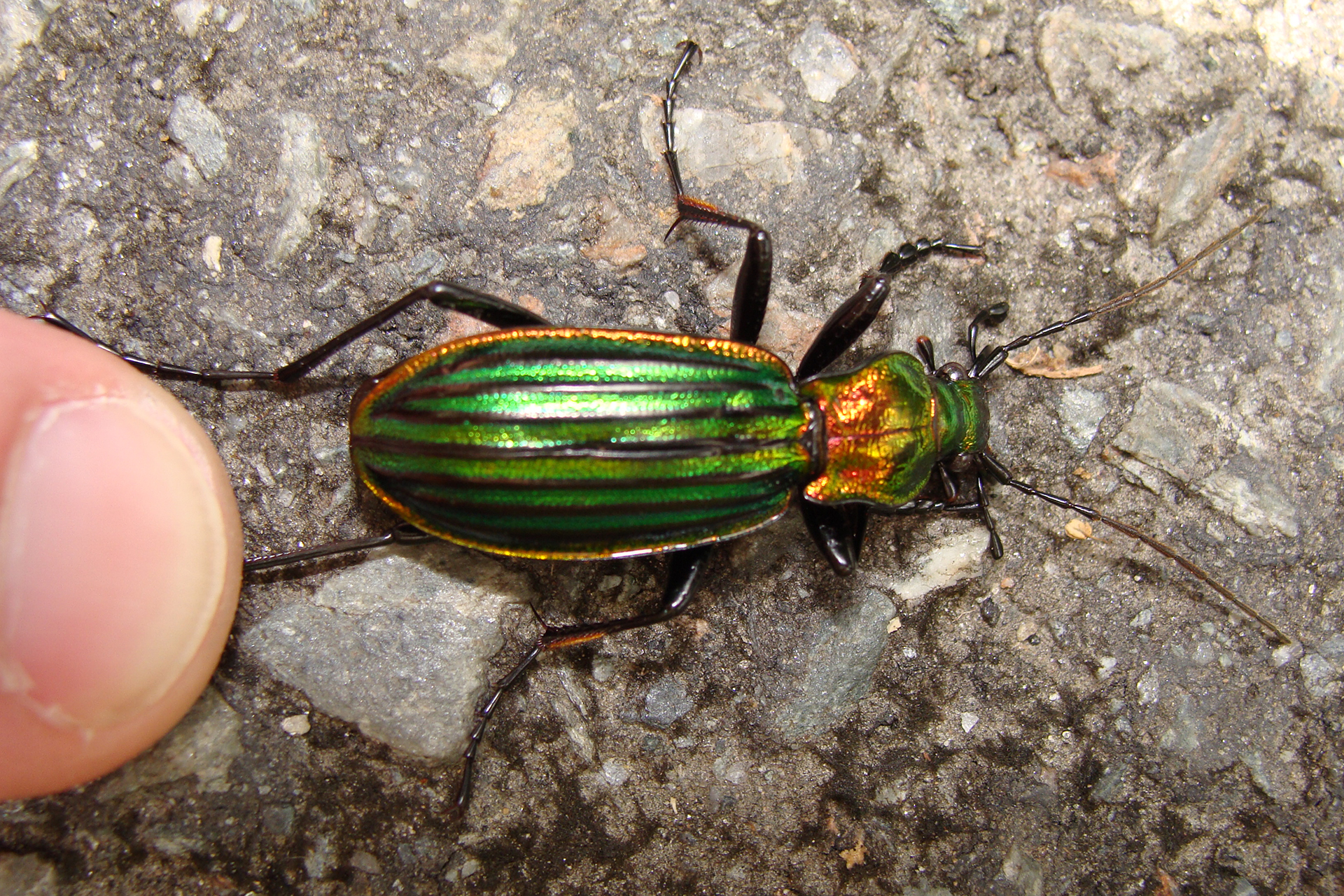 Carabus - Fauna Aérea de Santiago
