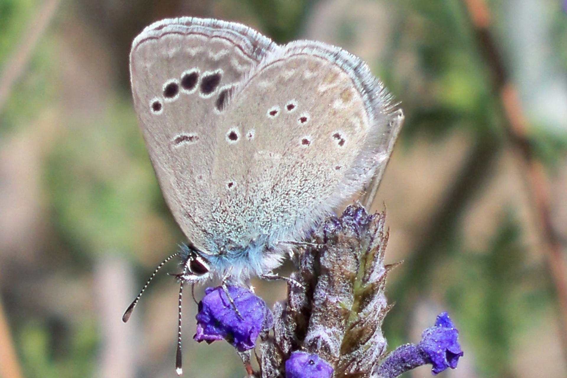 Cuca azul - Fauna Aérea de Santiago