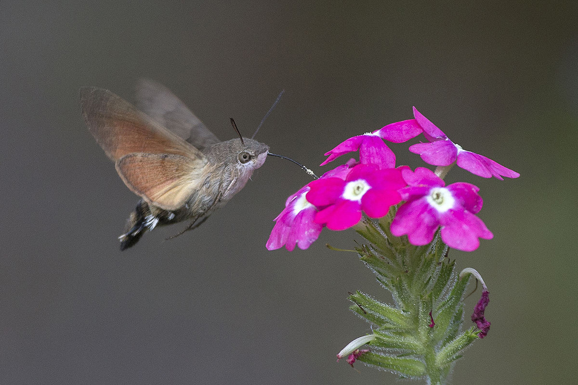 Esfinge colibrí - Fauna Aérea de Santiago