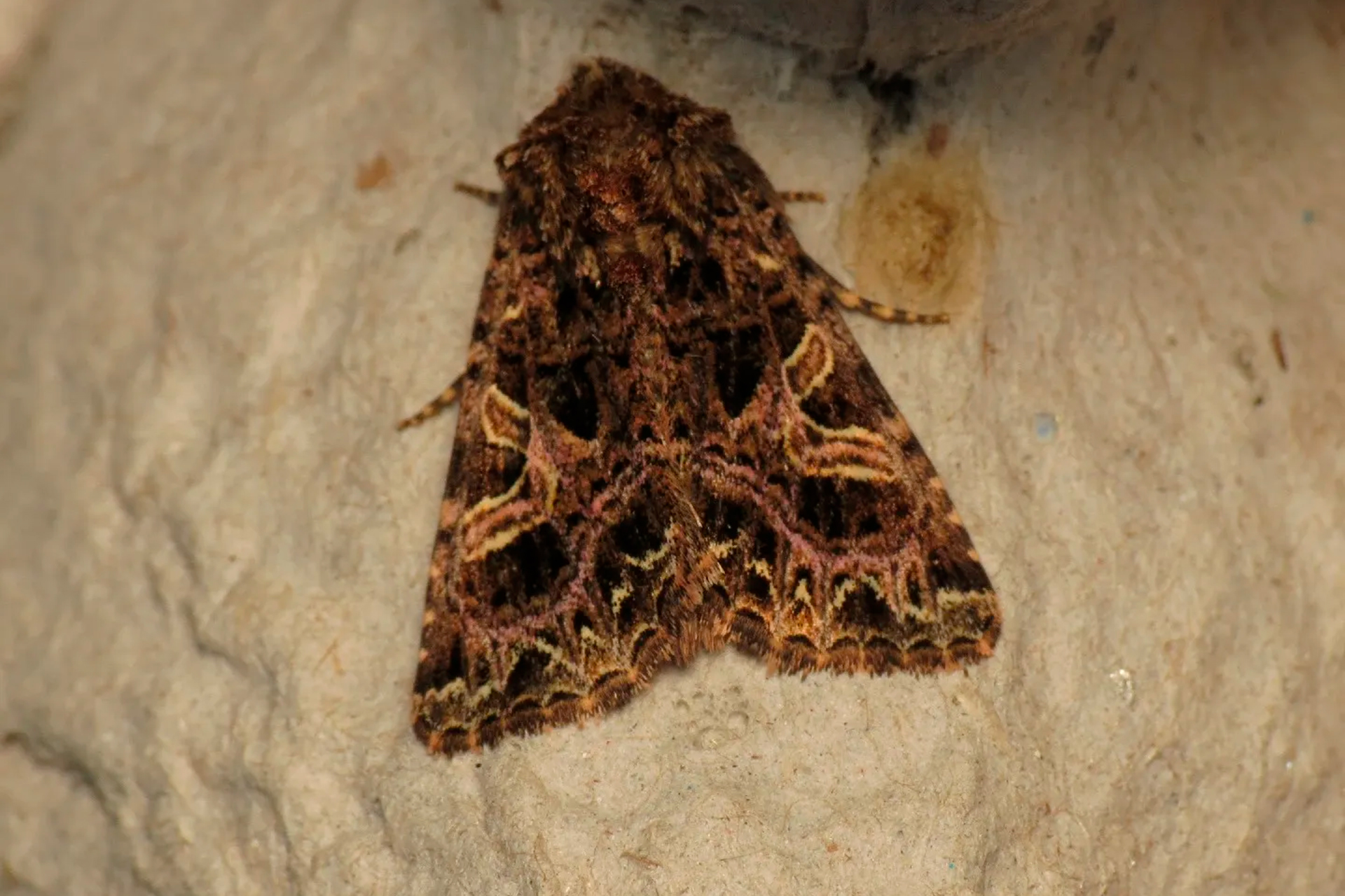 El campion - Fauna Aérea de Santiago