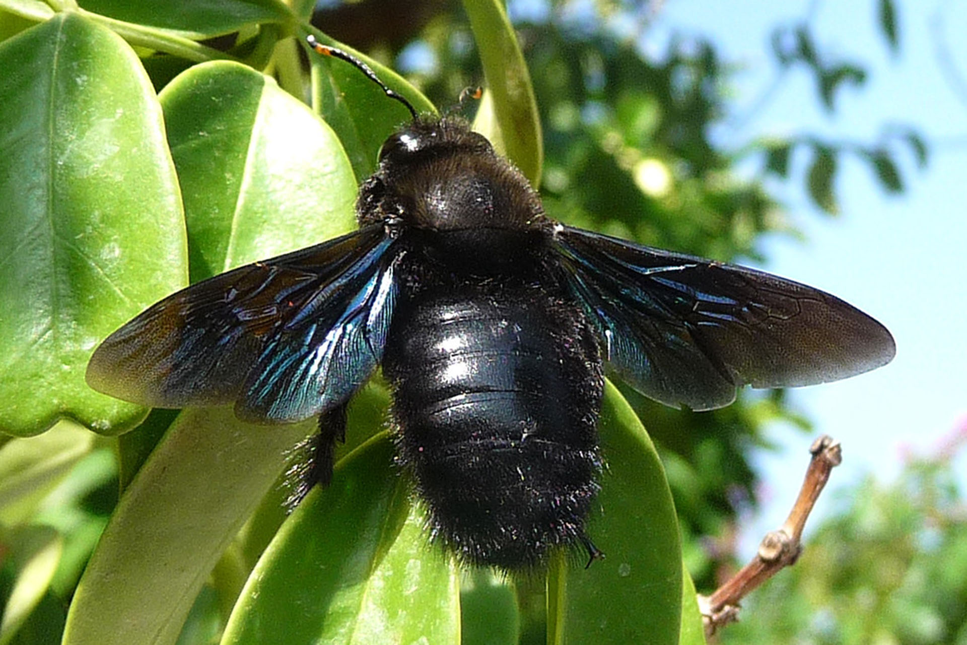 Abeja carpintera/abejorro carpintero europeo