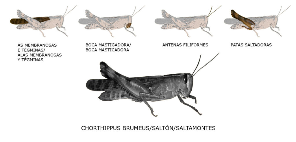Saltarin Insecto Glosario - Fauna Aérea de Santiago